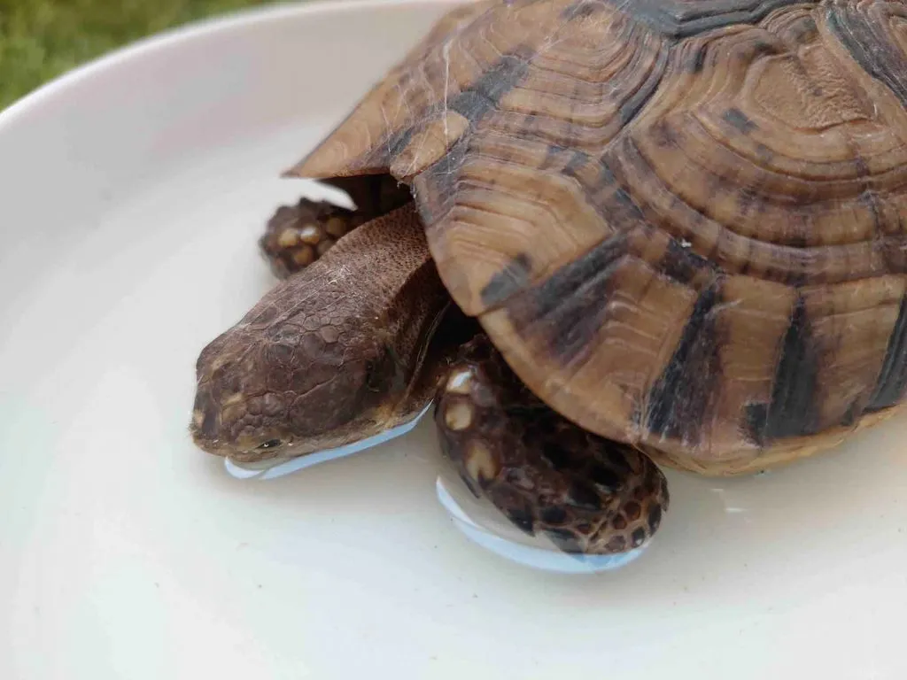 tortoise drinking water
