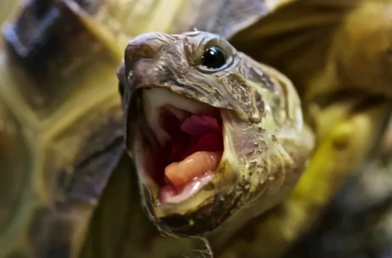 10 Alarming Signs A Tortoise Is Dying Or Sick