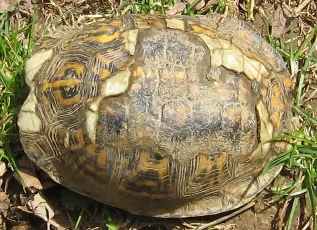 tortoise with a damaged shell
