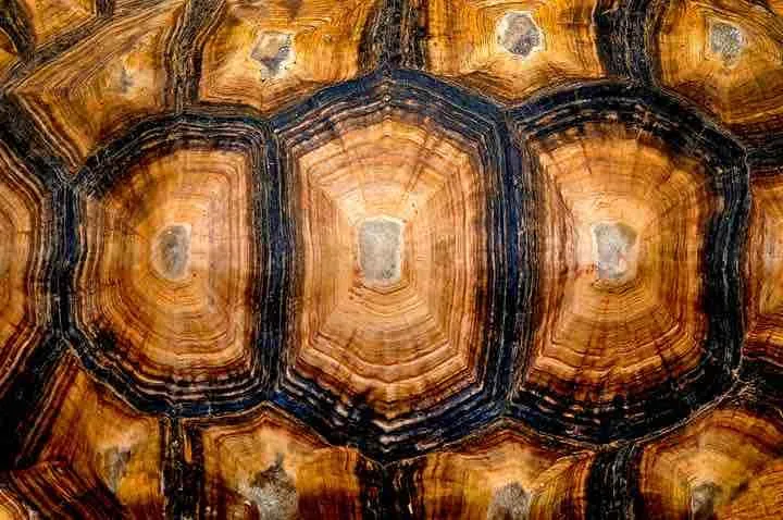 Tortoise Shell Close up