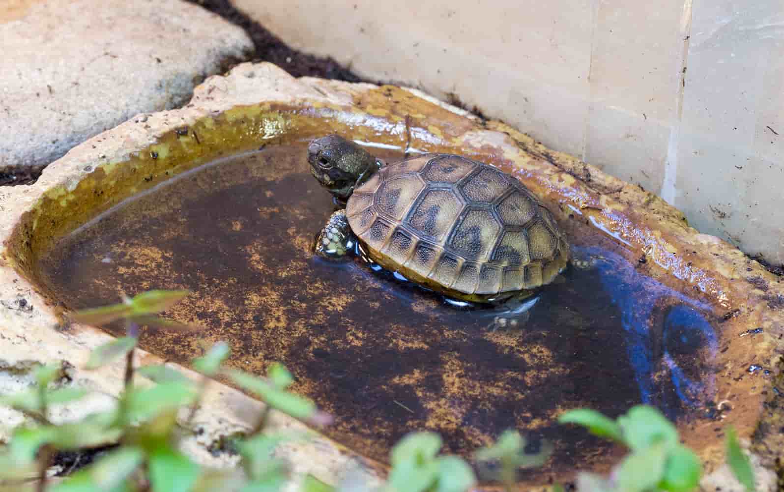 a tortoise is resting in bowl of water