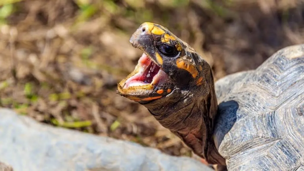 a tortoise is yawning