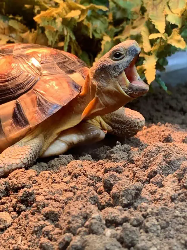 Are Tortoises Smart? - They're Smarter Than You Think