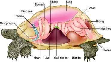 anatomy of a tortoise