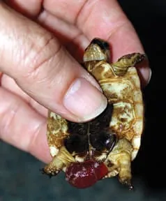 red swollen Tortoise Prolapse