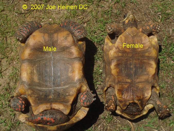 redfoot tortoise sexing