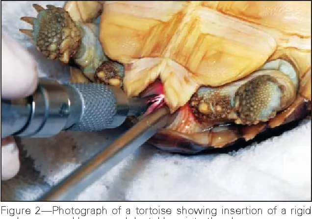 surgery for a tortoise