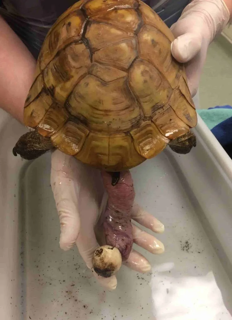 swollen penis in tortoise