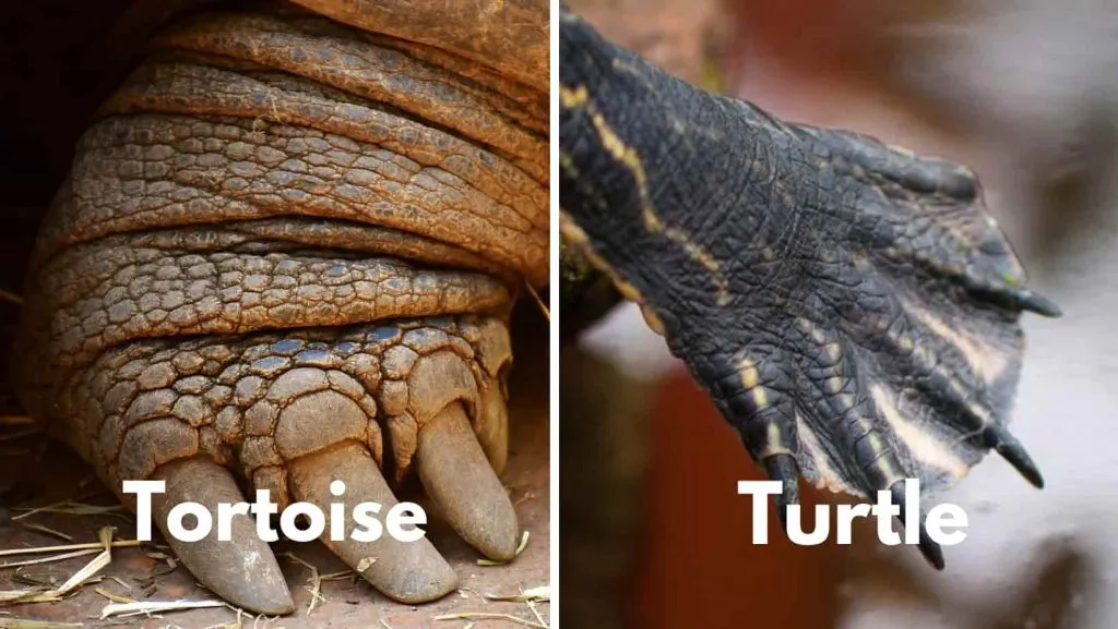 tortoise foot vs turtle foot