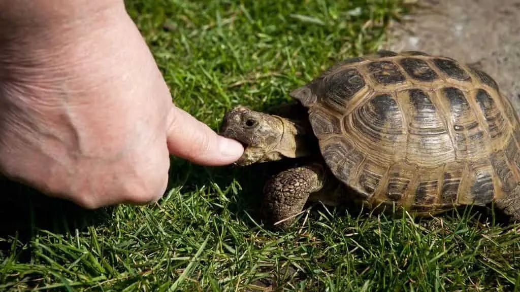 tortoise is biting a man's finger
