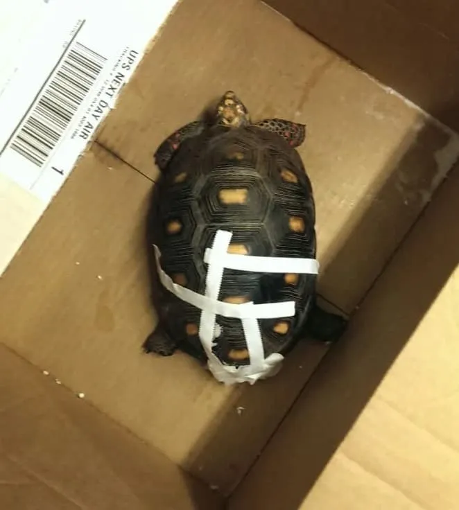tortoise with a bandage in his cloaca