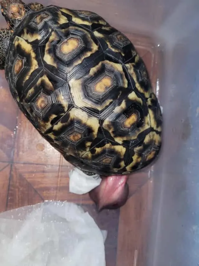 tortoise with a swollen penis