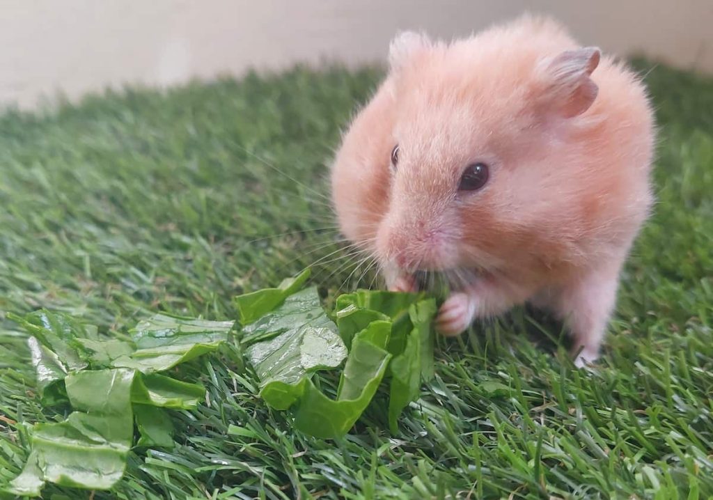 a syrian hamster eating spinach on a green grass