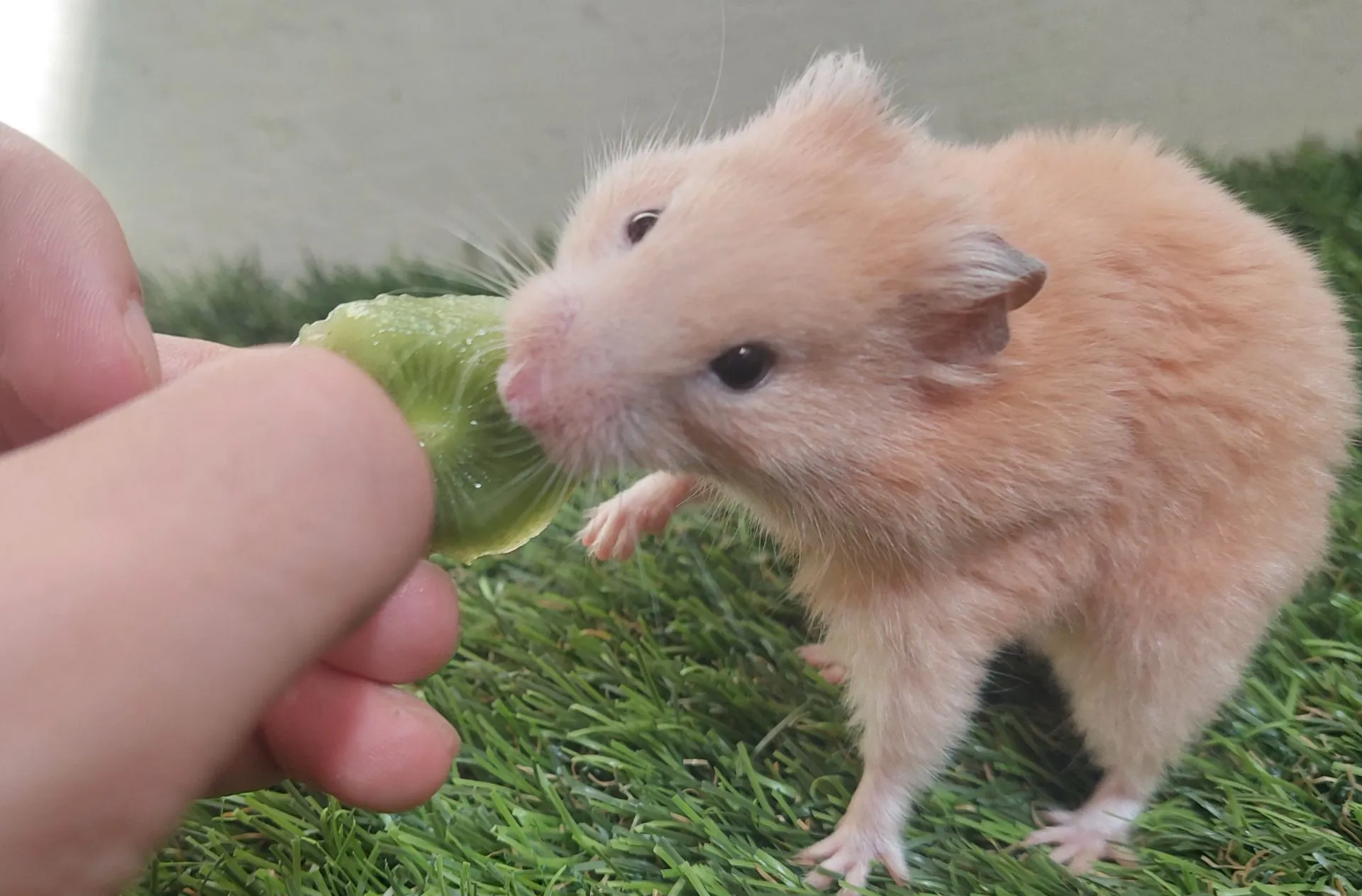 hand-feeding a kiwi to a hamster.