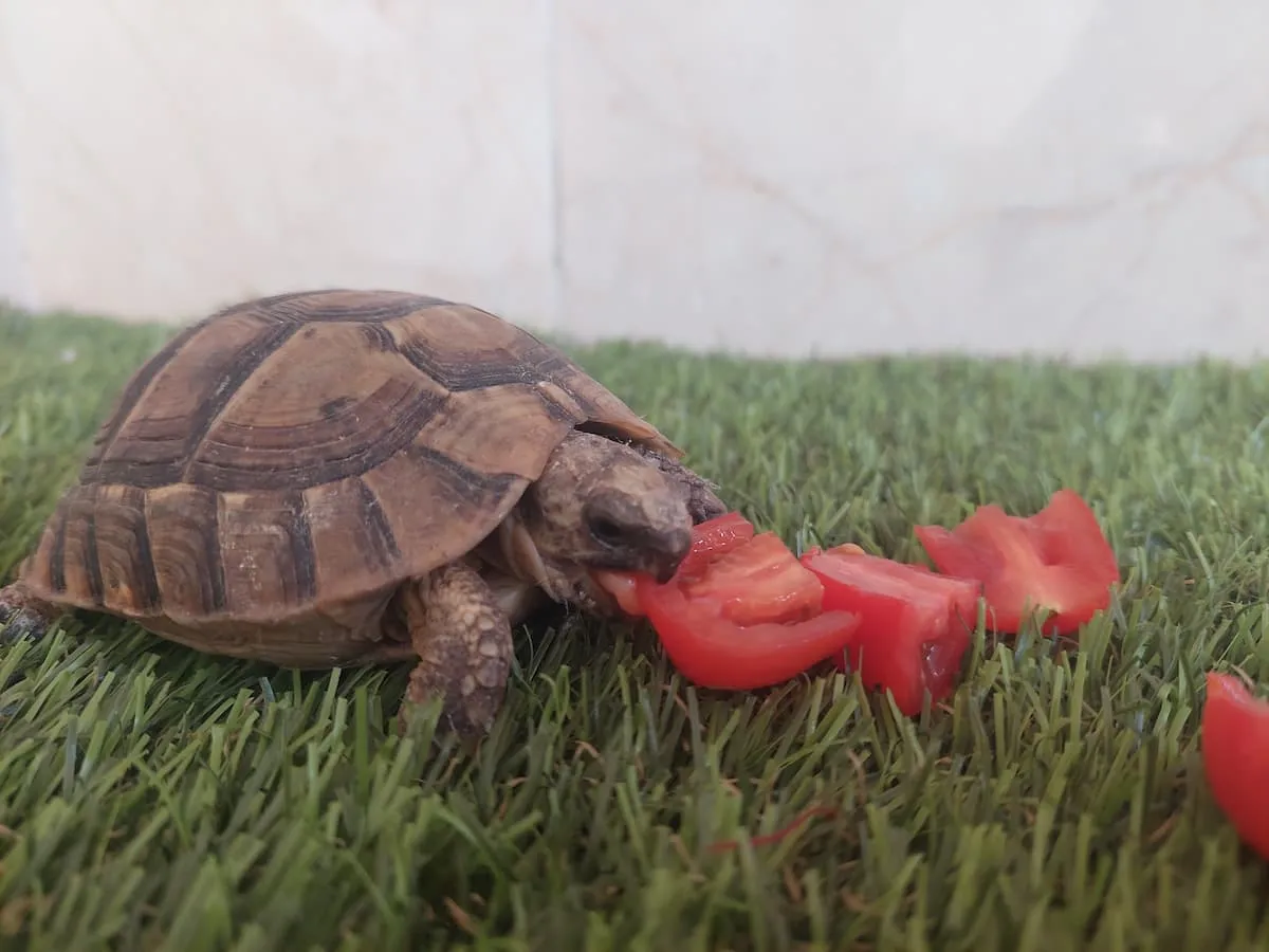 tortoise is eating cherry tomatoes