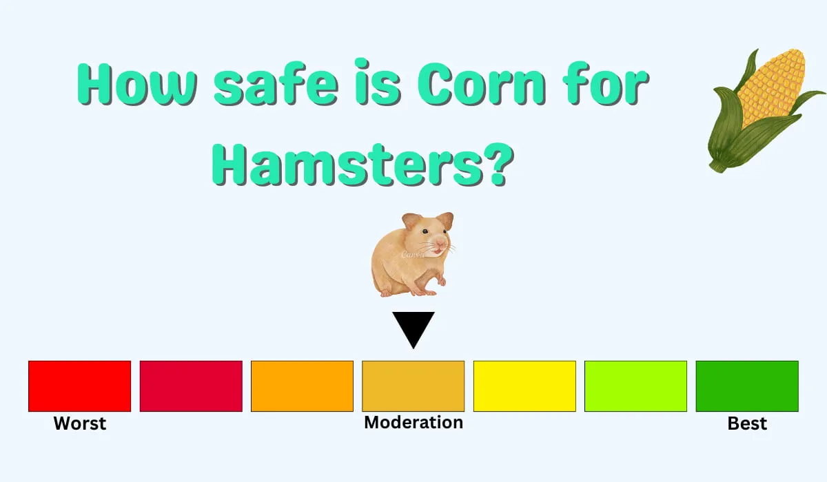a chart of How safe is Corn for Hamsters