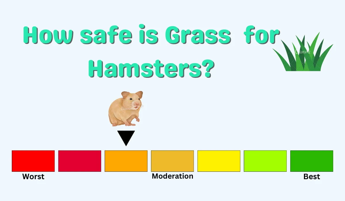 a chart of How safe is Grass for Hamsters